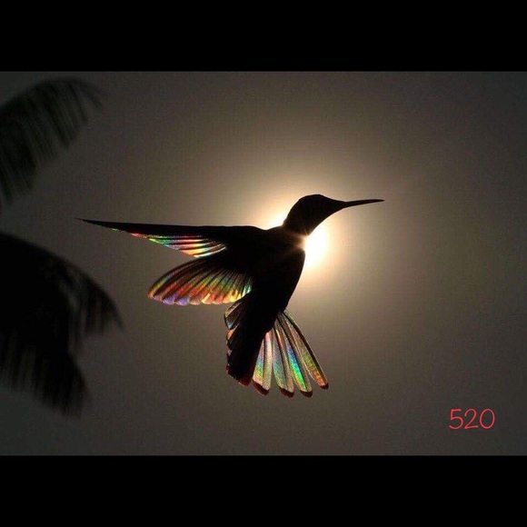 Meet your Posher, Silvia - Picture 2 of 2